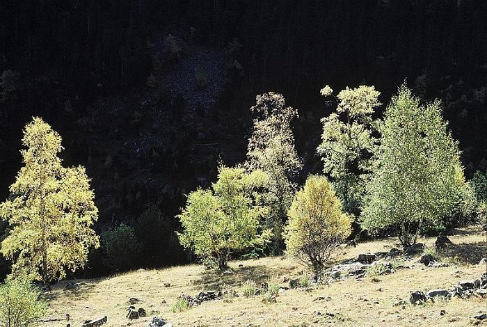 Betula pendula subsp. fontqueri  -  SUB-ENDEMISMO IBERICO